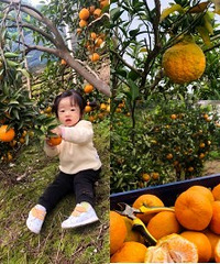 大渡口有满山的“春见”,橘子大又新鲜