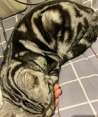 想问问你们是怎么给猫做内驱的,我喂它吃,它都是直接吐掉...