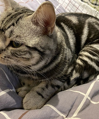 想问问你们是怎么给猫做内驱的,我喂它吃,它都是直接吐掉...
