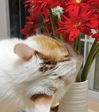 从前有个人爱猫又爱养花,但猫和花无法共存,于是她就气死了...