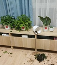 ��ǰ�и��˰�è�ְ���������è�ͻ��޷����棬��������������...