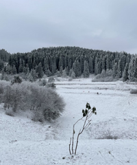雪景真心美,不过大家上山前最好咨询下还有没有雪,免得白跑一趟