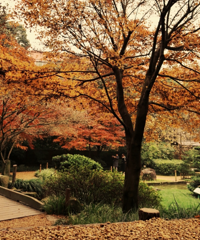 ���ǻ��и���ʽ԰�ַ����ѹ�԰�����پ��������ɳ�Ƭ