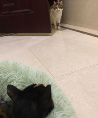 捡了只猫回来,家人不同意再养一只,把它放过道里,竟然偷跑掉了