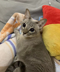 �ھ���135ƽ�ִ��ᷨʽ���������ң���������Ĺ���