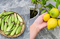 Լ֣Ҽҵ߲ˮգгɾ͸