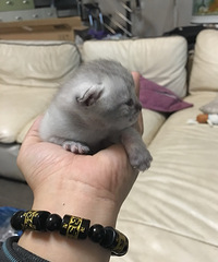 种点多肉撸撸小猫就是人生最大的幸福,这样的乖猫你想rua吗