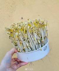 ���ֲ�������ϣ��й����е��츳