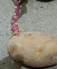 发芽的土豆不能吃,还是这么多人吃