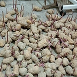 发芽的土豆不能吃?