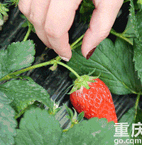 �����������ժ����ݮ������2020ժ��ݮ��ͼ