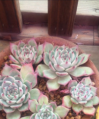 ԽԽ䣬ȴԽԽƯֻ2¾ɫ