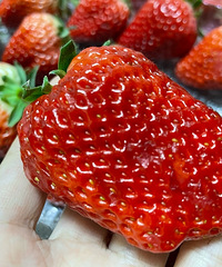 ƴ���78Ԫ3��Ĳ�ݮ���ڵ����ˣ���������