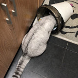 谁说猫绝育后不调皮了