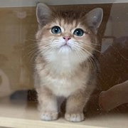 和神仙小猫咪一见钟情