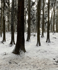 79��173CM��ס��2�׵ĸ������飬��һ�к���Ů��