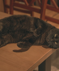 ��Ҳ�ʽ����ζ������������ֻ������ߣ��è��