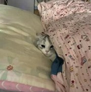 进被窝后,它不想起床
