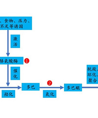 2020精华大赏,分享我用过的13种美白精华