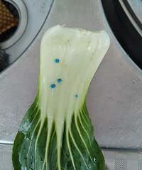 �������Ʈ����������ɫ�����𣿳��˻��������