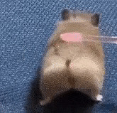 128ֵ֬ţ2455Ͻĥ֥1