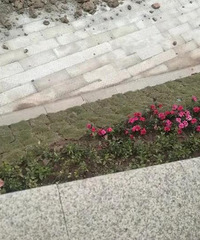 我们小区绿化感人