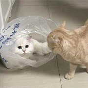 猫咪们很迷恋塑料袋