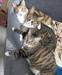 82年171CM家有3只猫的丁克哥子征婚,希望你不讨厌猫
