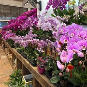 春节年宵花安排起来