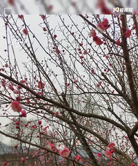 春节单身打卡:出来放风了!