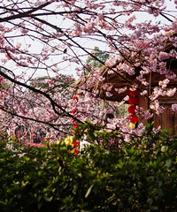 ôþ͸ȥͻӣ㶼ʢˣճ