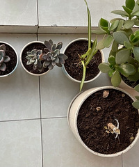 分享我的单身生活:办了电影卡、种了花花草草、吃碗尼姑面