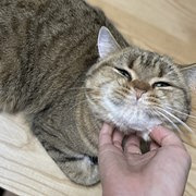 其实云吸猫也很快乐