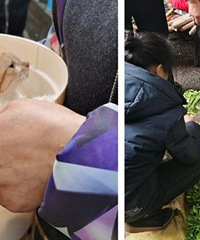 去两路赶场,这里还有猫猫狗狗卖