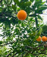 ժѪȣģʵúܣԵ˾˵10ĵ