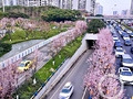 大湾这条路太美了