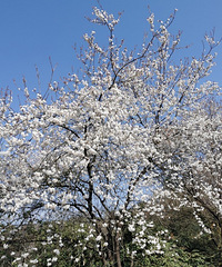 ӦͻȥƹɽӣҰ̫ˣݲ