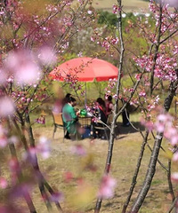 մΣϸ̵㱱պˣľ㣬Ժ