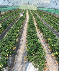 ɡժݮ¶ӪĩôˣҪ̫ḻ