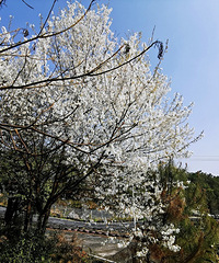 ȥƹɽӣҪ̫Ưϸ·ߺͣ