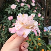 花市的茶花要卖260
