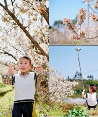 云雾山的大遍樱花树开了,怎么拍怎么美