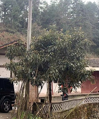 会不会嫌弃农村的呀?