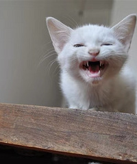 分享我人生中的那些猫,大黄猫、六一、刘德柱、小黑