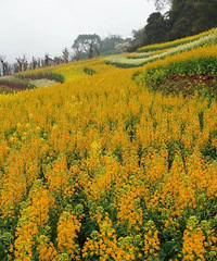 ǲҪƱĴƬͲ˻⣬ĳ̫λ