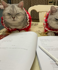 有喜欢猫咪的吗?