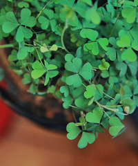 ٵ̨޴ţҼҵĶ⻨԰ɫ