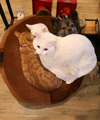 �������ҵ��ܼ۵ͻ�԰���С3����3è1����԰���Ҹ����ʼ��