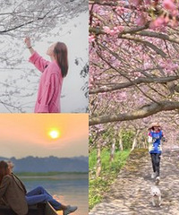 分享今年去的六个周边赏花地,附攻略
