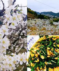 印盒漫山的李花太美了,还能摘野韭菜